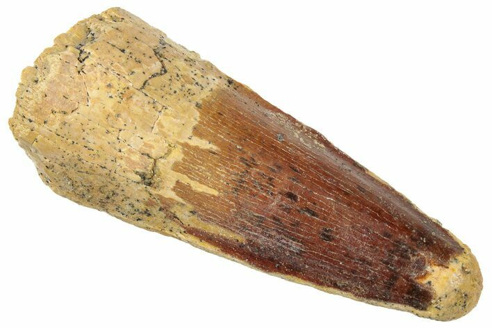 Fossil Spinosaurus Tooth - Real Dinosaur Tooth #322311